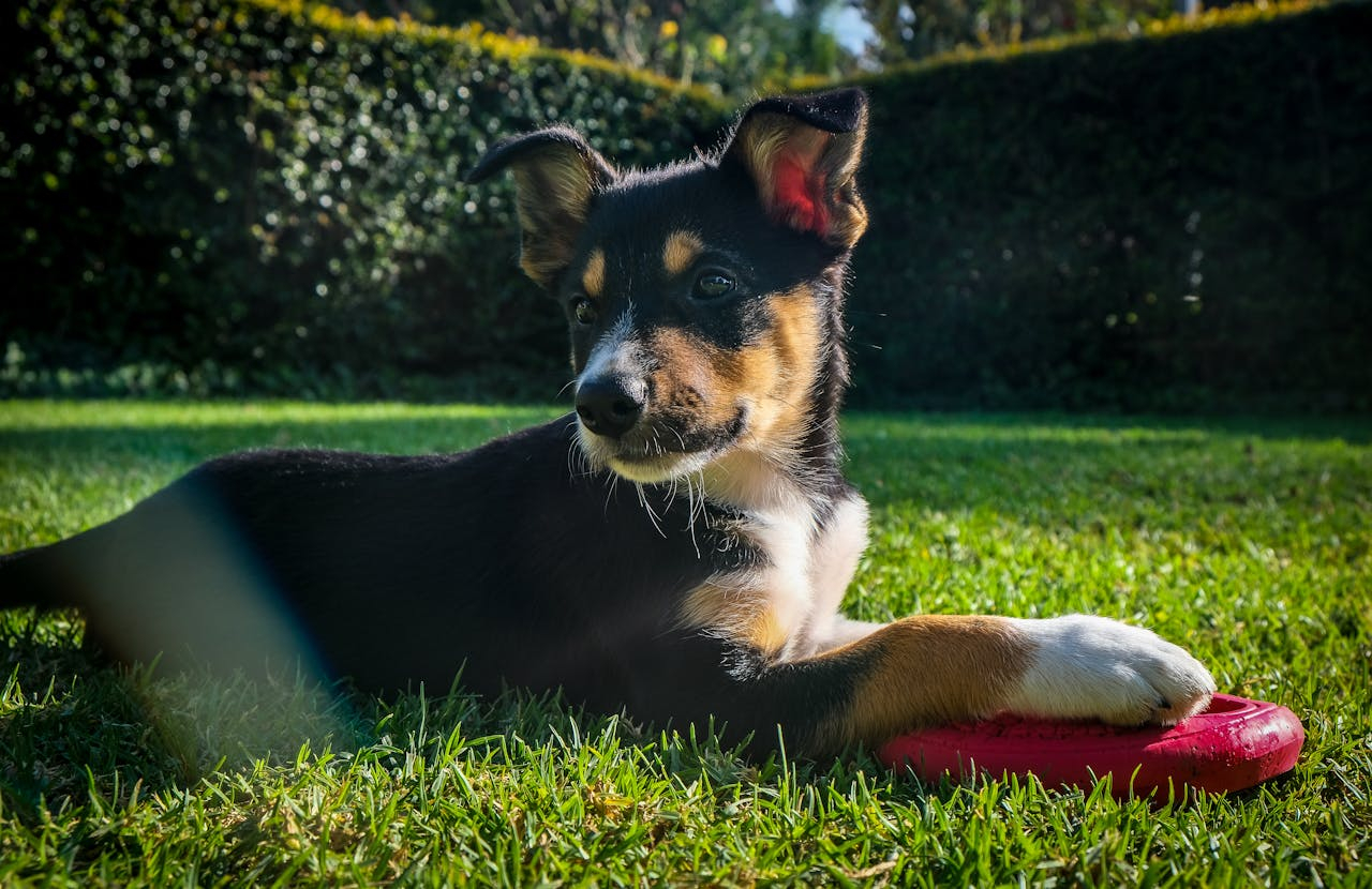 Pet-Friendly Yards: Designing Outdoor Spaces for Your Furry Friends