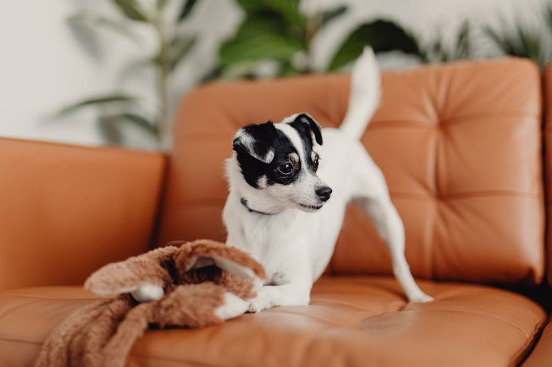 Why Your Dog Chews Furniture (And How to Stop It!)