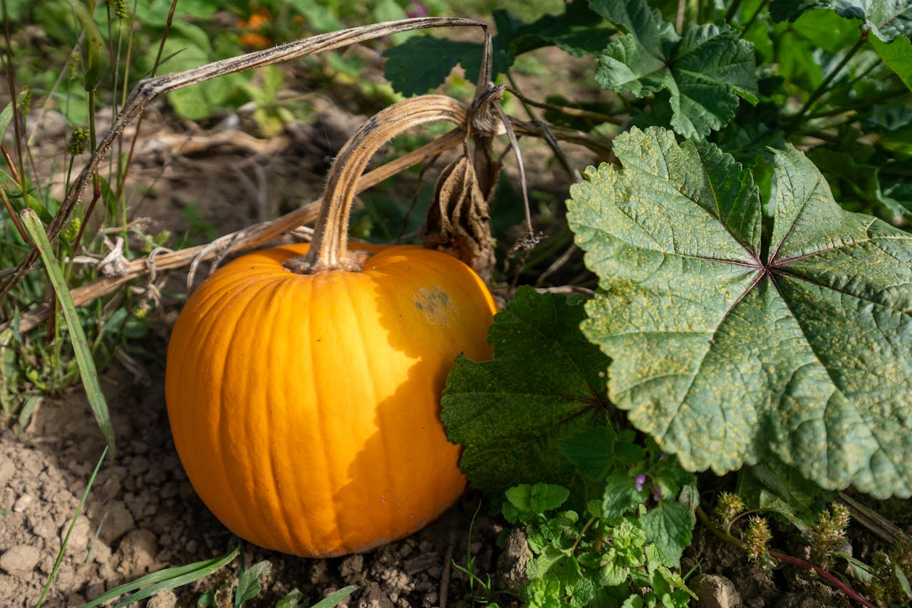 How to Start a Vegetable Garden: A Friendly Guide for Beginners