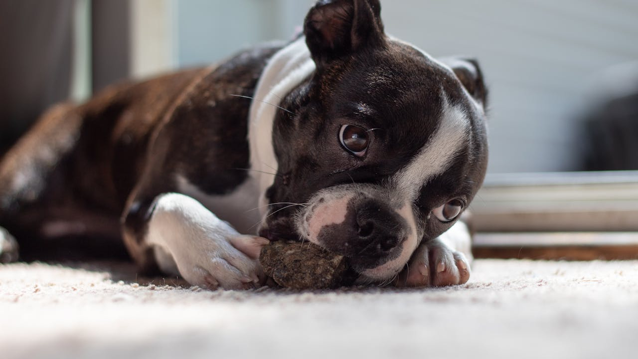 Why Your Dog Chews Furniture (And How to Stop It!)