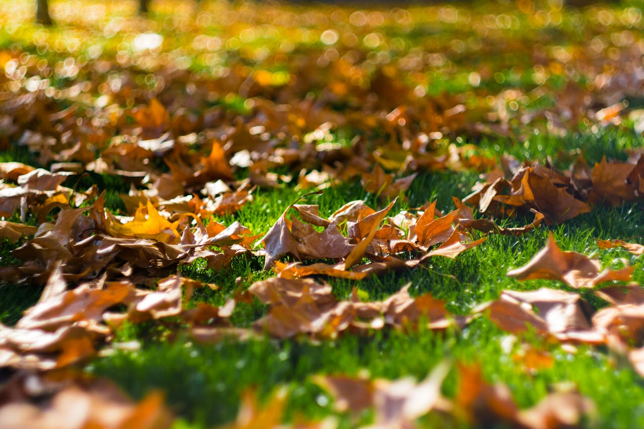 Fall Garden Clean-Up: Why It’s Important and How to Do It Right