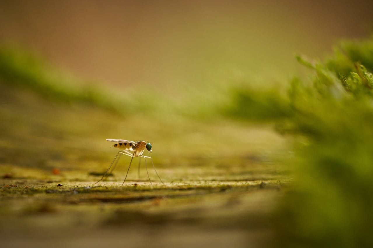 How to Get Rid of Mosquitoes in Your Yard
